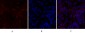 PERK Polyclonal Antibody